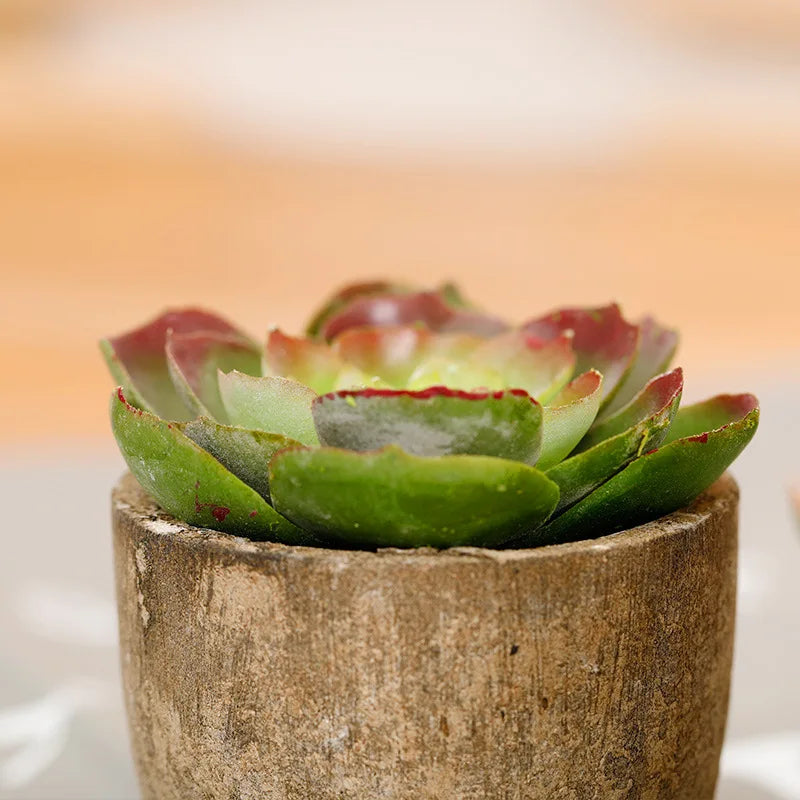 Mini Suculentas Artificiais Bonsai Decorativas — Plantas Pequenas para Mesa e Prateleira