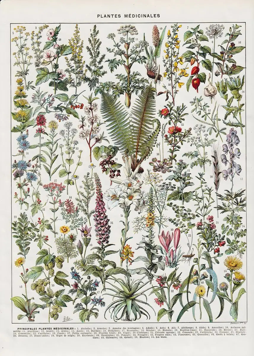 Quadro Decorativo Botânico Vintage Clássico — Cogumelos, Flores e Vegetais para Sala