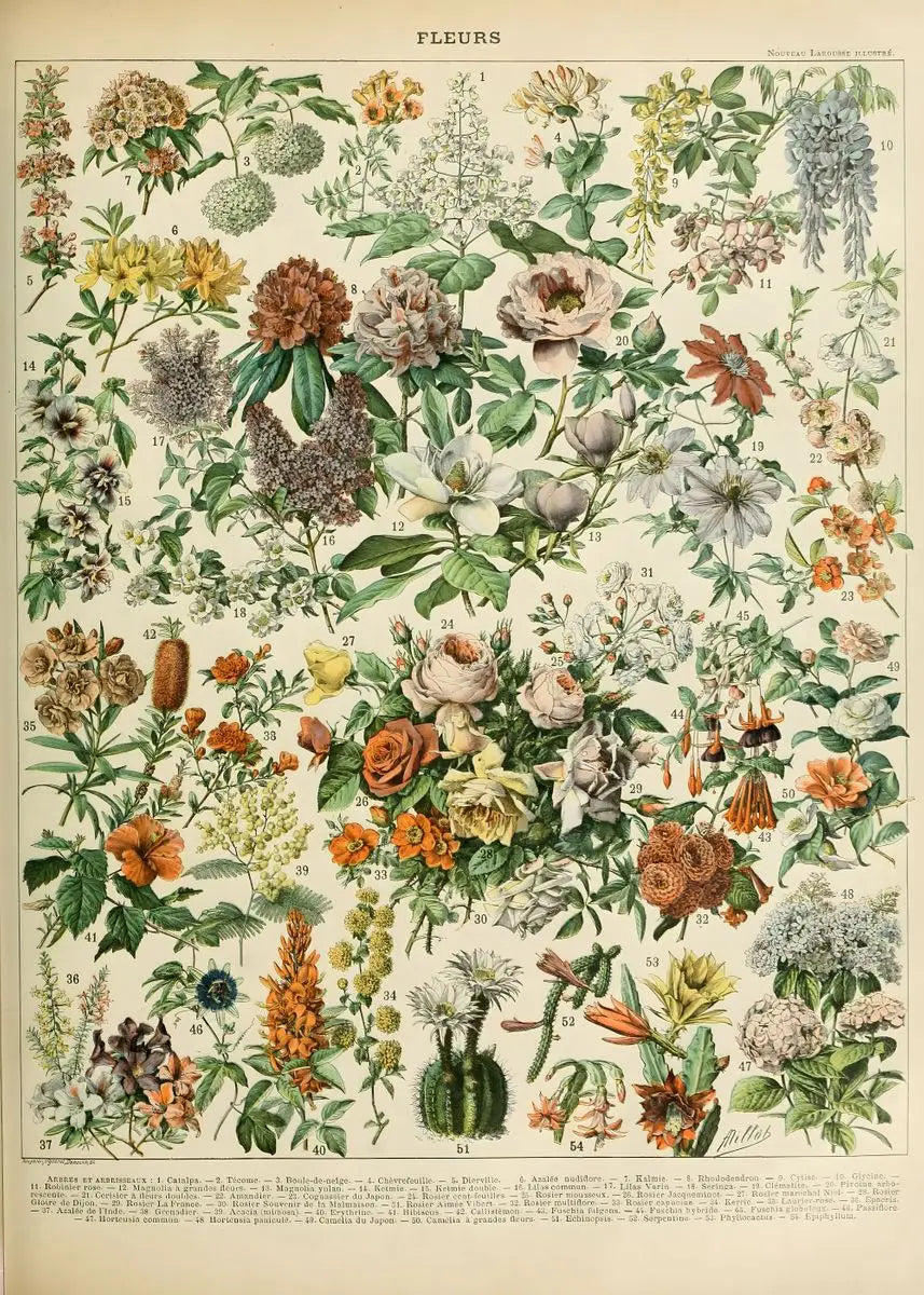 Quadro Decorativo Botânico Vintage Clássico — Cogumelos, Flores e Vegetais para Sala