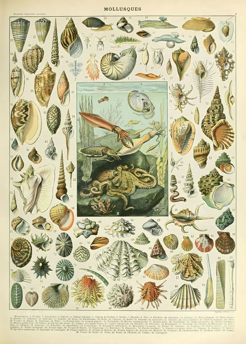 Quadro Decorativo Botânico Vintage Clássico — Cogumelos, Flores e Vegetais para Sala