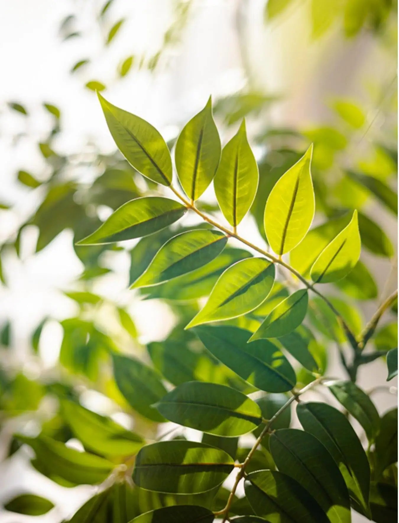 Ficus Lyrata Artificial Extra Grande 77 a 135cm — Para Jardim, Varanda e Escritório