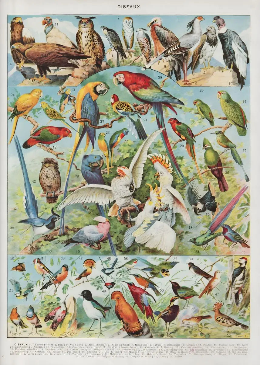Quadro Decorativo Botânico Vintage Clássico — Cogumelos, Flores e Vegetais para Sala