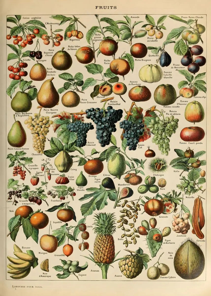 Quadro Decorativo Botânico Vintage Clássico — Cogumelos, Flores e Vegetais para Sala