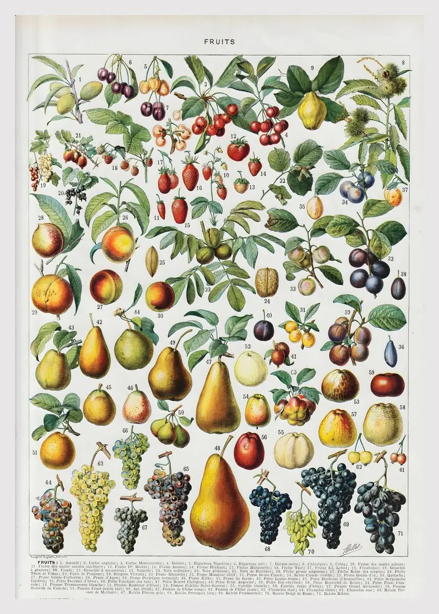 Quadro Decorativo Botânico Vintage Clássico — Cogumelos, Flores e Vegetais para Sala