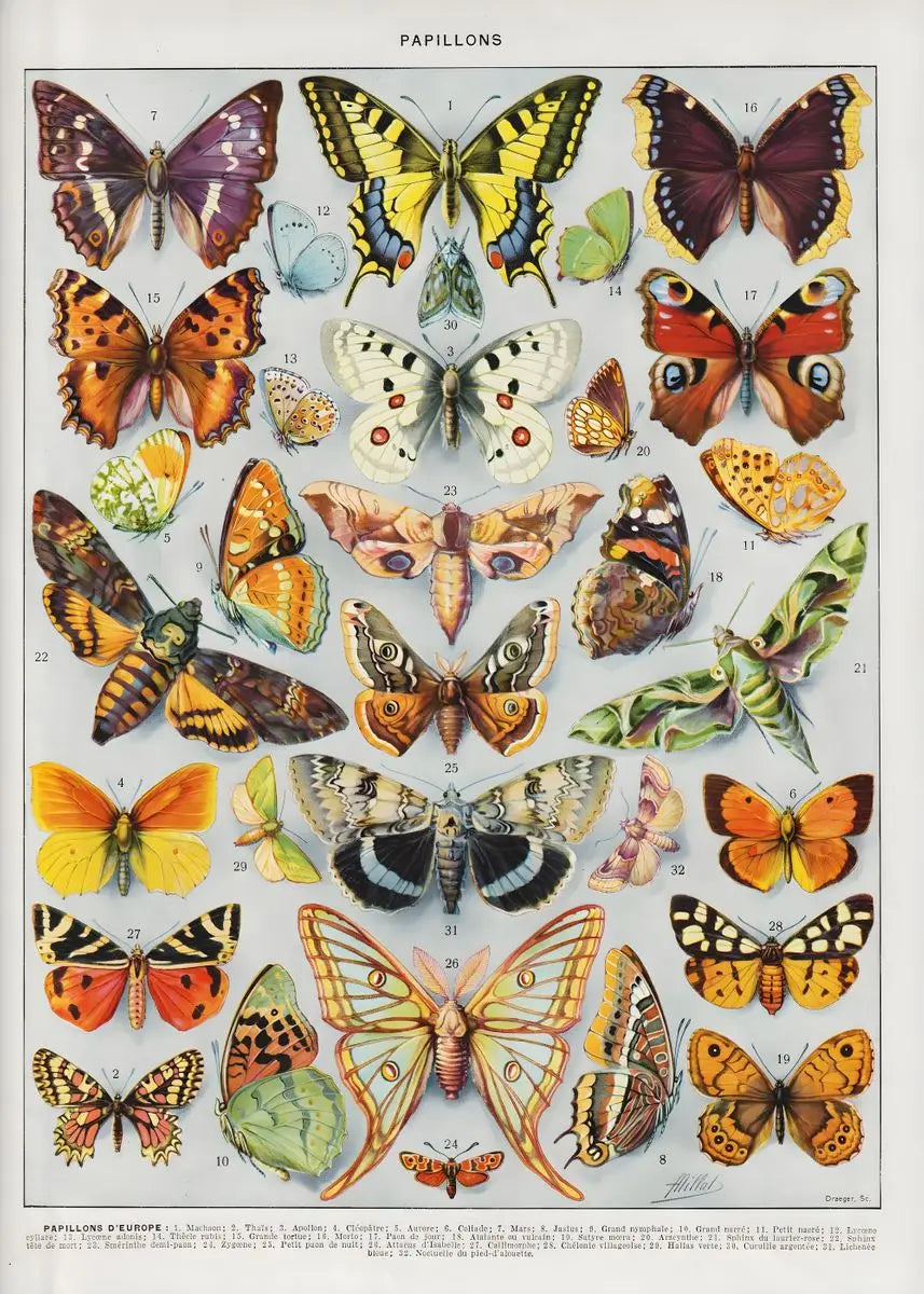 Quadro Decorativo Botânico Vintage Clássico — Cogumelos, Flores e Vegetais para Sala