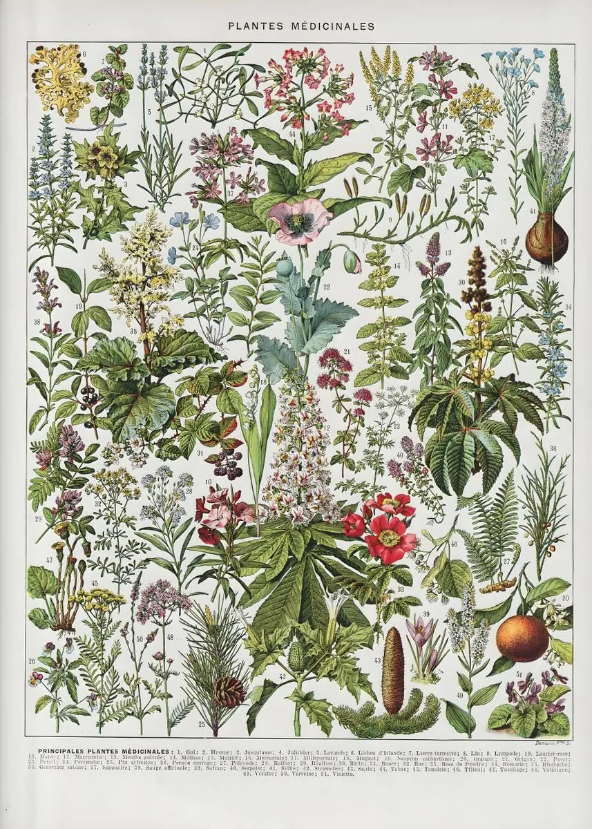 Quadro Decorativo Botânico Vintage Clássico — Cogumelos, Flores e Vegetais para Sala