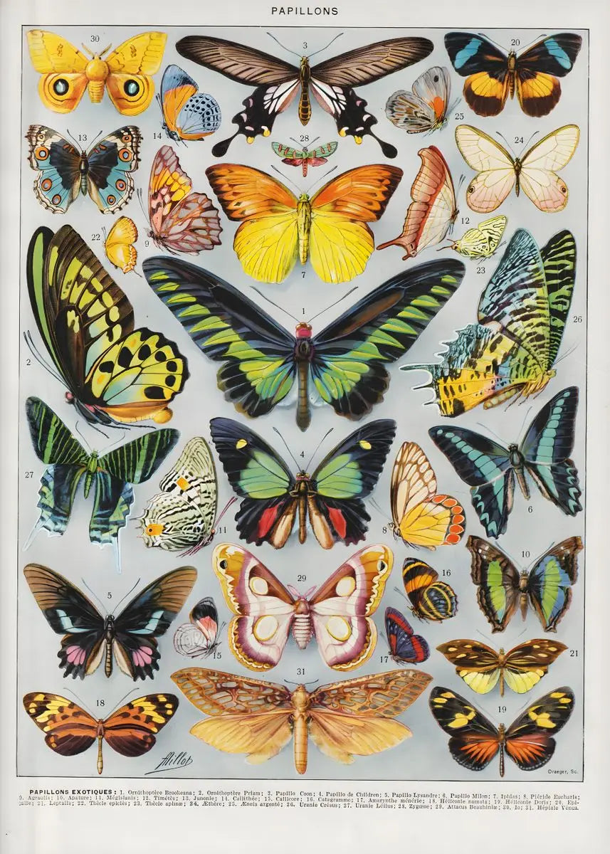 Quadro Decorativo Botânico Vintage Clássico — Cogumelos, Flores e Vegetais para Sala