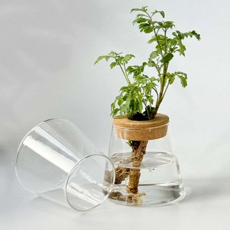 Vaso Hidropônico de Vidro Nórdico com Bandeja — Mini Vaso Autoirrigável para Mesa