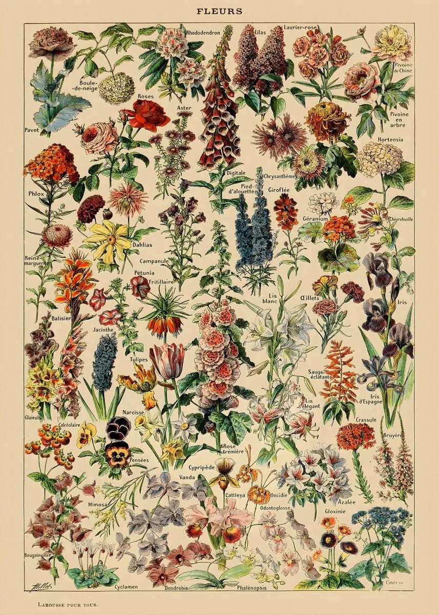 Quadro Decorativo Botânico Vintage Clássico — Cogumelos, Flores e Vegetais para Sala